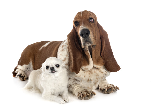 dicas de nome para basset hound