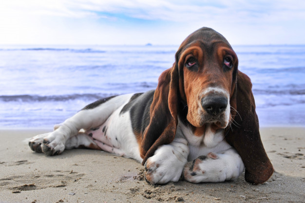 Basset Hounds são hiperativos