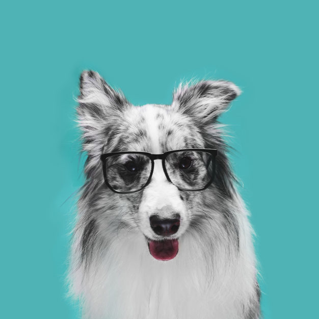 O temperamento do Border Collie - Saiba tudo aqui 5 temperamento do border collie