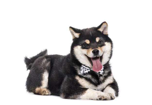 Por que é difícil educar o Shiba Inu? 2 Shiba Inu preto