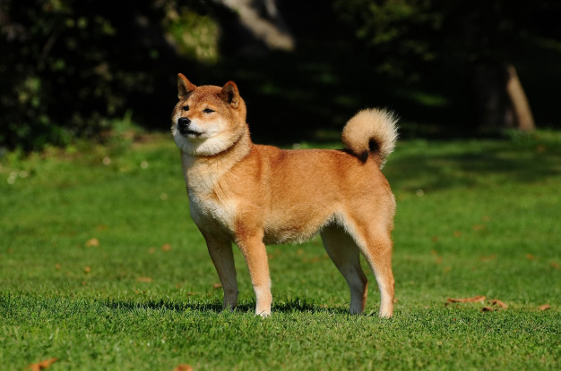 Por que é difícil educar o Shiba Inu? 6 Como cuidar do Shiba Inu