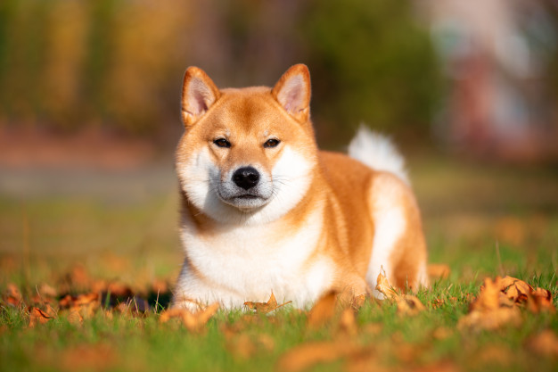 Shiba Inu