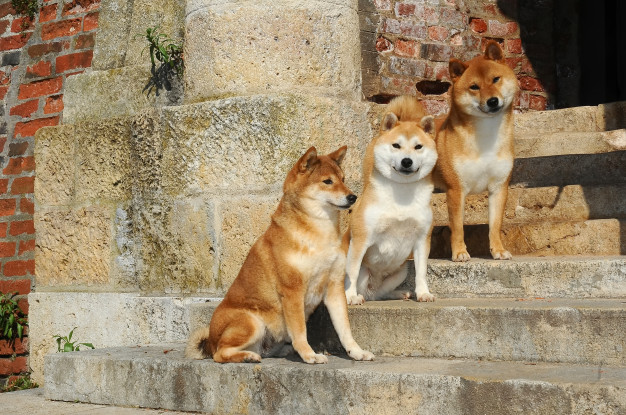 Por que é difícil educar o Shiba Inu? 5 Shiba Inu