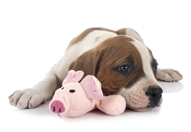 puppy american bulldog 87557 16016