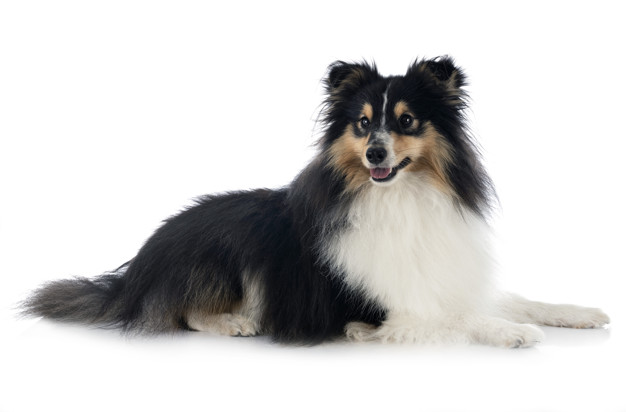 Pastor de Shetland: Uma raça de cachorro sociável 5 Shetland preto e branco