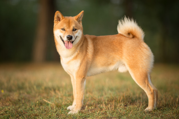 Cachorro