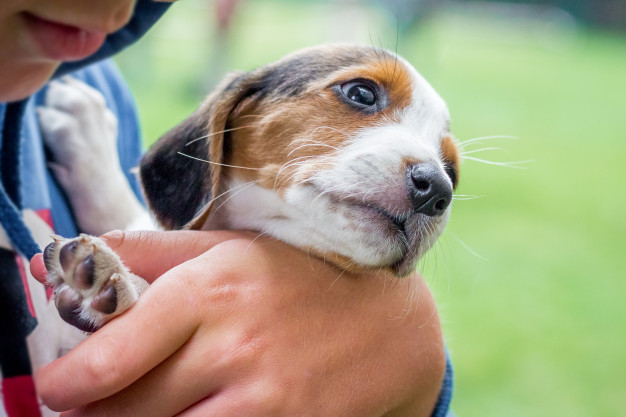 Cachorro Chorando - Veja algumas motivações 1 Cachorro Chorando