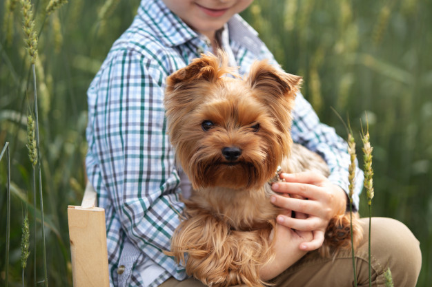 Criança com Yorkie