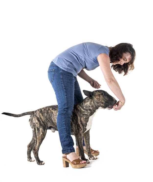 Adestramento online de cães - Como fazer? É vantajoso? 1 Adestramento online de cães