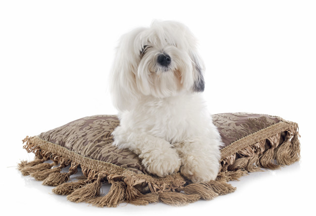 Coton de Tulear