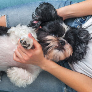 Shihtzu