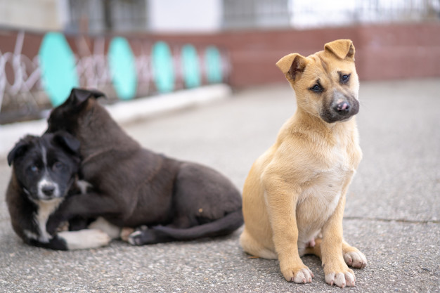 Cachorro Antissocial - O que fazer? Como melhorar a situação? 3 cachorro antissocial