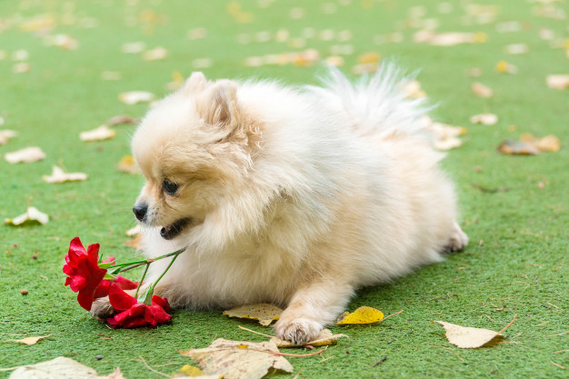 little dog lying grass 78621 745