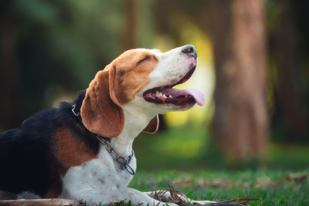 Beagle é raça pura