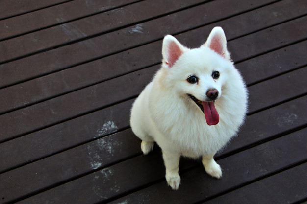 Spitz Japonês