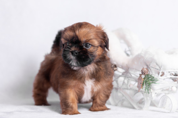Tipos de Shih Tzu