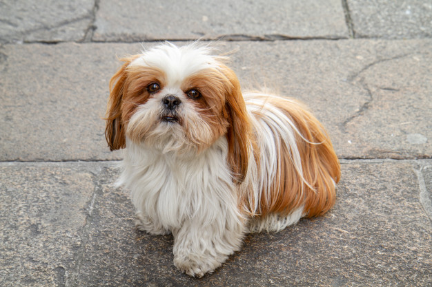 Shihtzu 