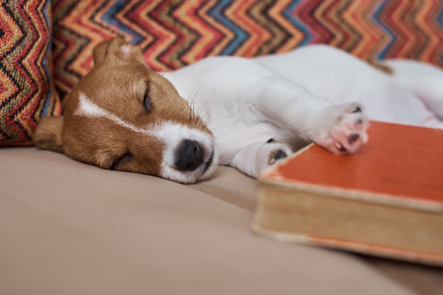 cachorro respira rápido enquanto dorme