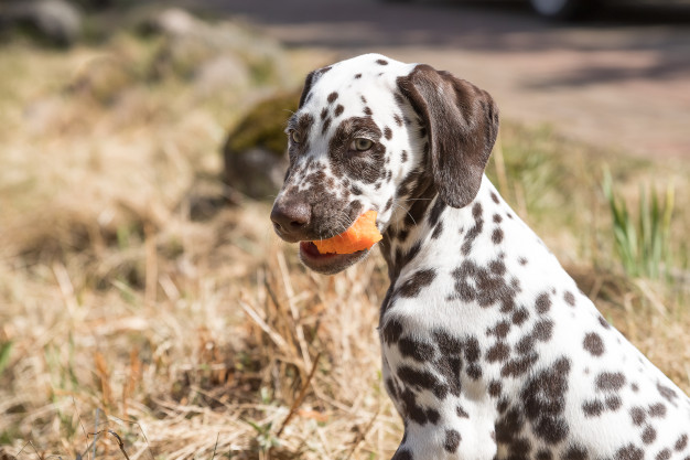 Cachorro pode comer batata-doce? 5 Cachorro pode comer batata-doce
