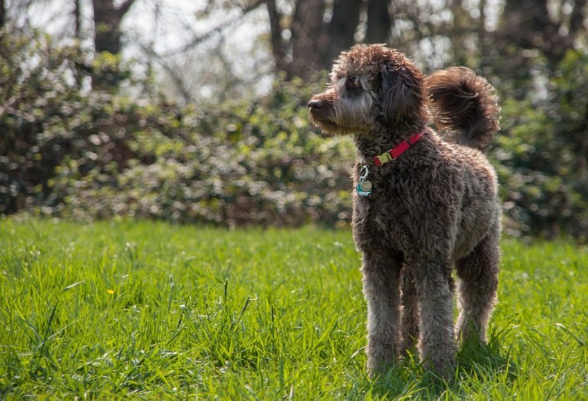 labradoodle marrom