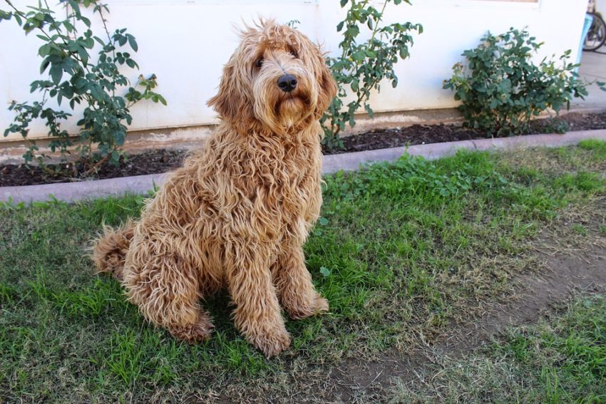 labradoodle fofo