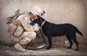 Cachorro e soldado. Foto: Freepik