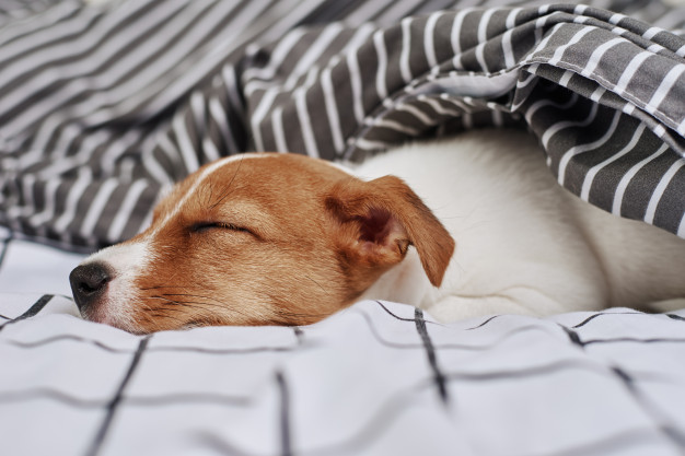 cachorro dormindo na cama