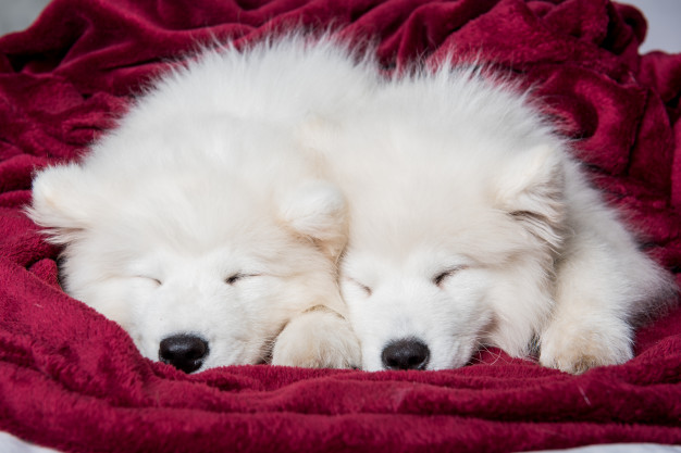 cachorro dormindo na cama