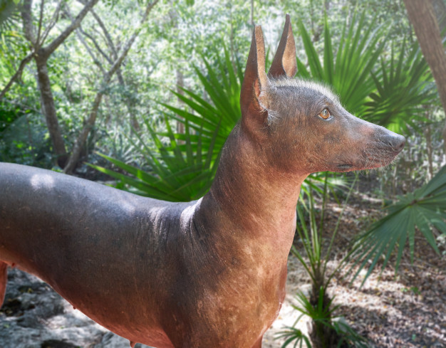 O temperamento do Xoloitzcuintli - O Pelado Mexicano 1 o temperamento do Xoloitzcuintli