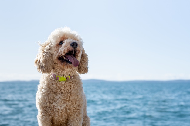 cão na praia