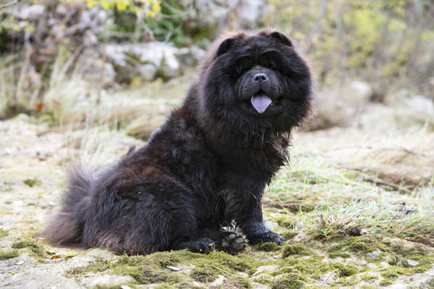 chow chow é perigoso