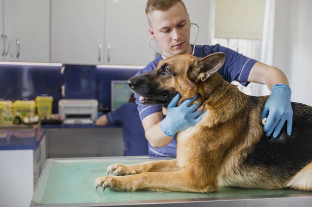 exame veterinário em cães