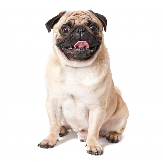 Sugestões de nomes para Pug - 50 Nomes originais e criativos 1 nomes para pug