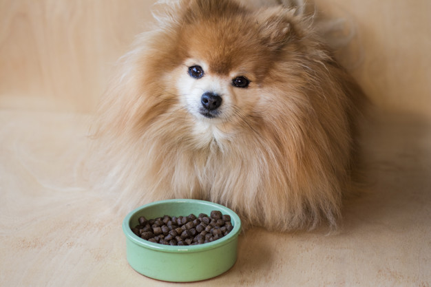 cachorro comendo