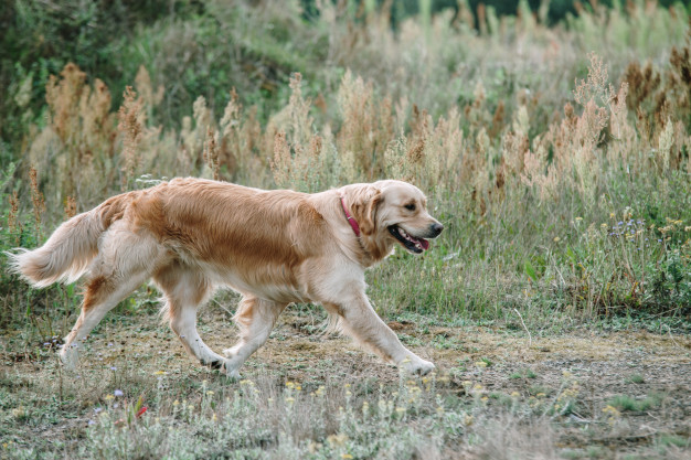 primeiro cachorro adotado