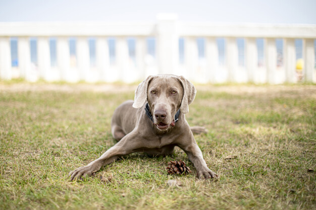 primeiro cachorro
