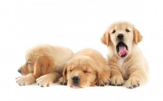 Day care para cachorro - O que é? Vale a pena? 1 day care para cachorro