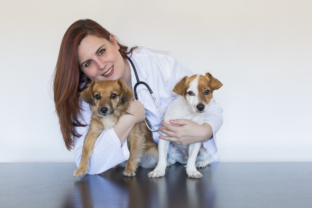 exame veterinário em cães