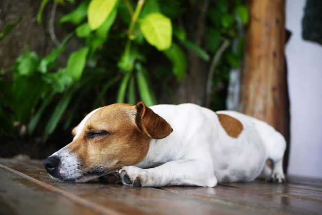 cachorro respira rápido enquanto dorme