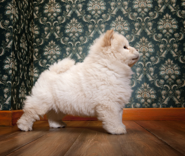 O cachorro Chow Chow é perigoso? É agressivo? 2 chow chow é perigoso