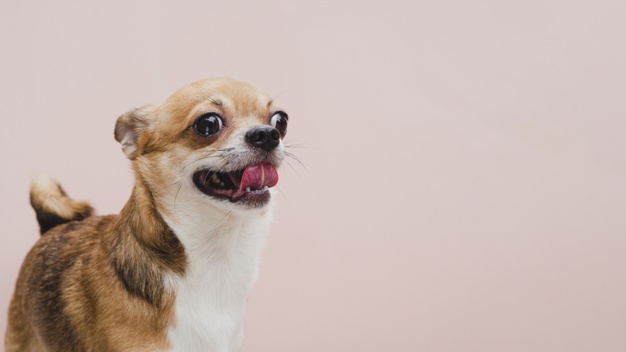 Longevidade do Chihuahua: 15 dicas para prolongar a vida do seu cão 7 Chihuahua