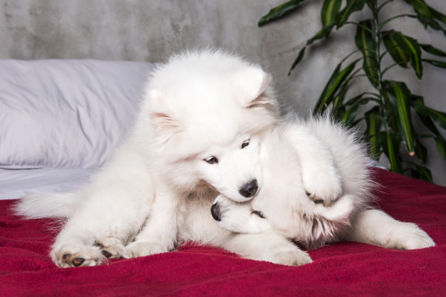Como fazer dois cachorros se darem bem