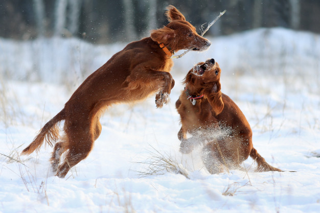 Como fazer dois cachorros se darem bem