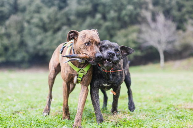 Como fazer dois cachorros se darem bem