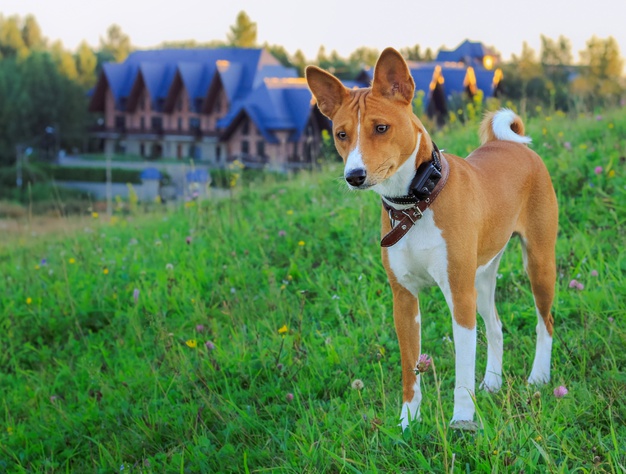 basenji