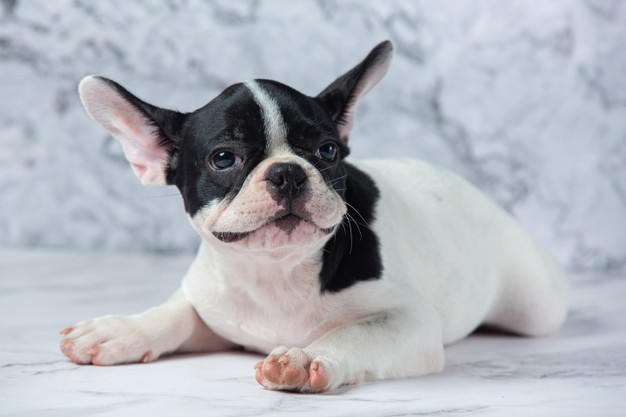 Cachorro deitado