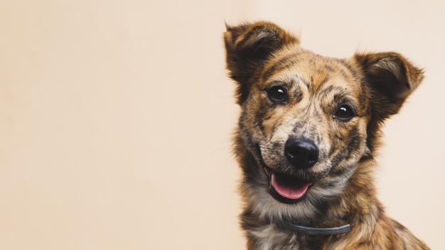 Cãozinho olhando foto