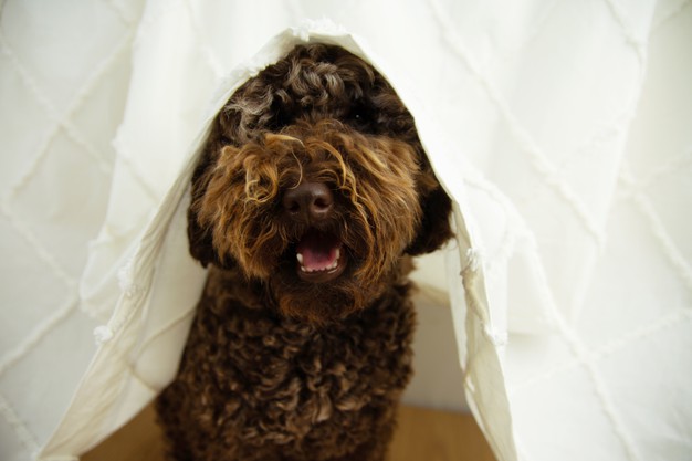 Cachorro com lenço banco na cabeça