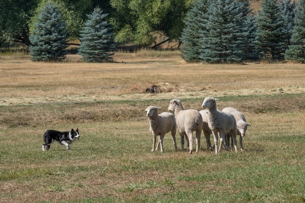 cachorro de pastoreio