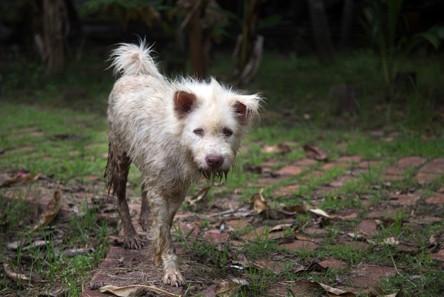 Cão sujo caminhando